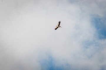 Flying Secretary bird in the Kgalagadi.