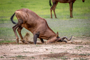 Red hartebeest rubbing it self in the mud.