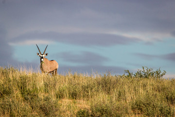 Gemsbok standing on a ridge and starring.