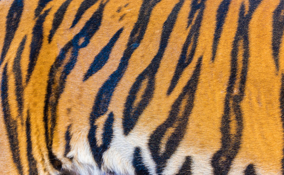 Tiger Fur, Tiger Leather