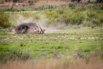 Ostrich having a dust bath in Kgalagadi.