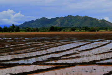 Campo de arroz en la zona del Tolima (Colombia) 
