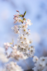 Japanese cherry blossom trees in the morning light. Spring sunrise in High Park