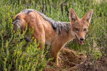 Black-backed jackal standing in the grass.