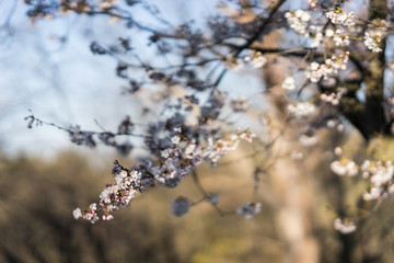 Japanese cherry blossom trees in the morning light. Spring sunrise in High Park