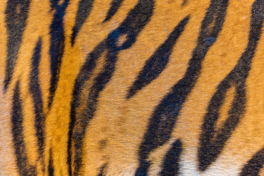 Tiger Fur, Tiger Leather
