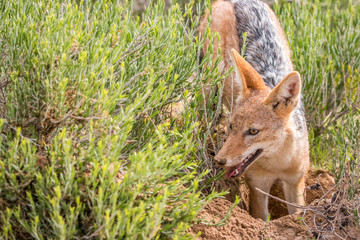 Black-backed jackal standing in the grass.
