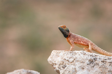 Ground agama on a rock in Kgalagadi.