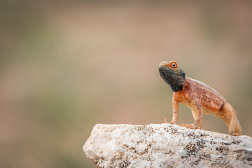 Ground agama on a rock in Kgalagadi.