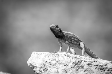 Ground agama on a rock in black and white.
