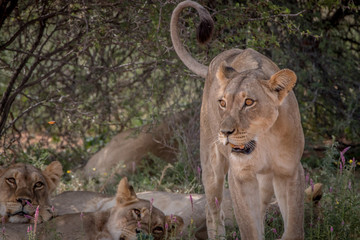 Lioness walking towards the camera.