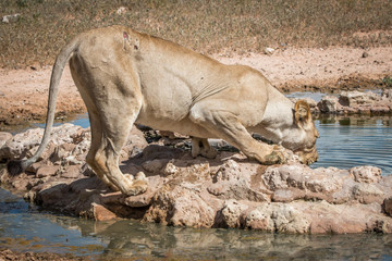 Obraz premium Lioness drinking from a waterhole.