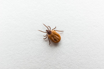 Tick filled with blood crawling on white paper