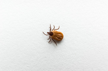 Tick filled with blood crawling on white paper