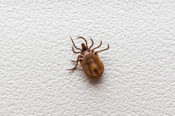 Tick filled with blood crawling on white paper