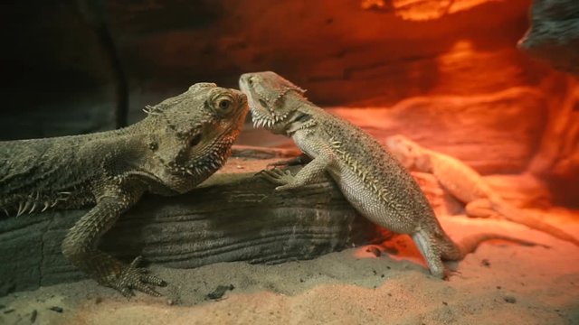 The iguana lies on a rock. Close-up. Kyiv Zoo