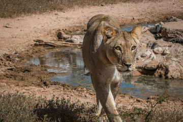 Naklejka na ściany i meble Lioness standing at a waterhole.