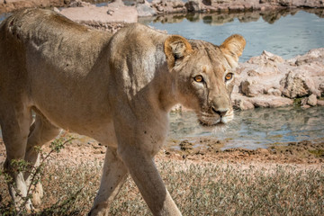 Side profile of a Lioness in the Kgalagadi.