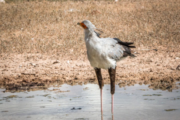 Secretary bird standing at a waterhole.