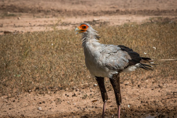 Secretary bird standing at a waterhole.