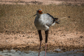 Secretary bird standing at a waterhole.