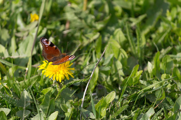 Beautiful butterfly on a yellow dandelion. Nature