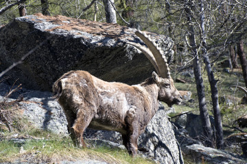 Lo stambecco alpino,ripreso nel parco del Gran Paradiso