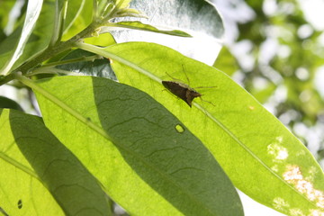 Bug on Leaf