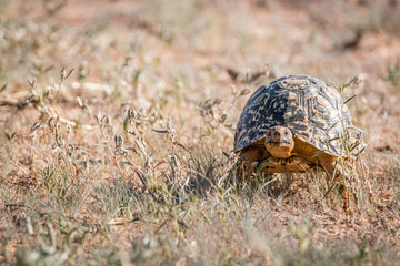 Leopard tortoise walking in the grass.