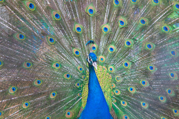 Obraz premium Павлин