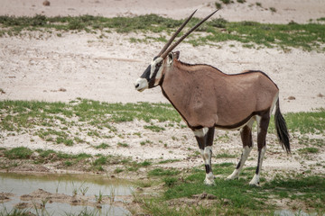 Side profile of a Gemsbok in Kgalagadi.