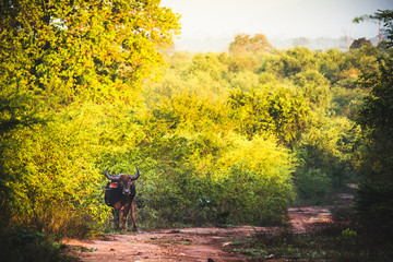 A lonely buffalo stands in the middle of a dirt road in Udawalawe national park, Sri Lanka.