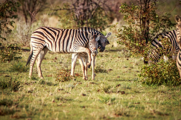 Fototapeta na wymiar Two Zebras bonding in Etosha.