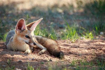 Naklejka na ściany i meble Cape fox laying in the sand in Kgalagadi.