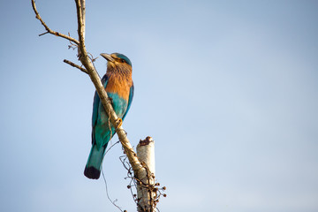 A stunning Indian Roller perched on a tree branch in Udawalawe national park, Sri Lanka