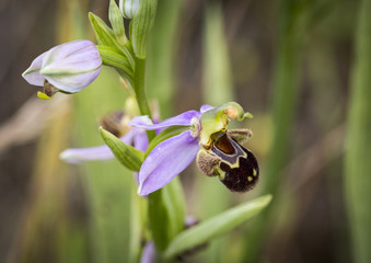 ophrys apifera (Bee orchid) wild flowers in nature