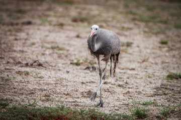 Obraz premium Blue crane walking in the grass.