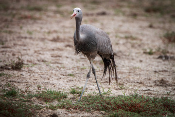 Blue crane walking in the grass.