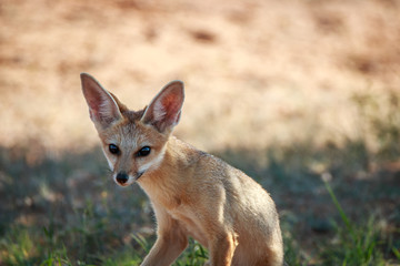 Cape fox starring at the camera.