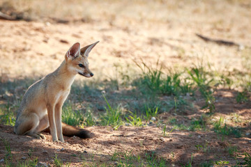 Cape fox sitting in the sand in the Kgalagadi.