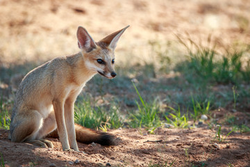 Naklejka na ściany i meble Cape fox sitting in the sand in the Kgalagadi.
