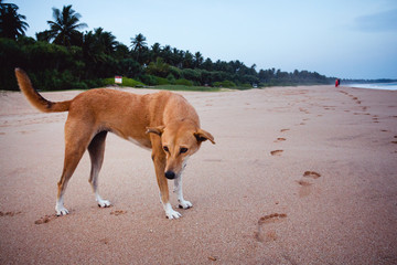 A stray dog on a beach in Sri Lanka with people walking away in the background