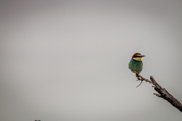 European bee-eater sitting on a branch.
