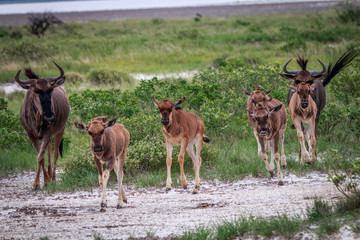 Group of Blue wildebeest walking in a file.