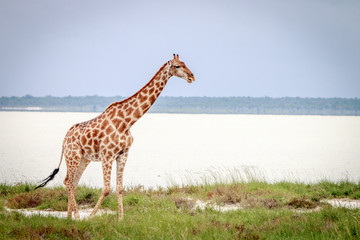 Giraffe standing in the grass.