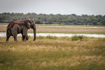 Fototapeta premium Side profile of an Elephant in Etosha.