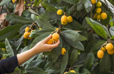 Fuit picker -  Stock Image