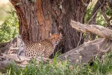 Cheetah standing under a tree in Kgalagadi.
