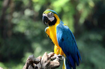 Parrot.