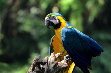 Parrot.